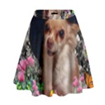 Chi Chi In Butterflies, Chihuahua Dog In Cute Hat High Waist Skirt
