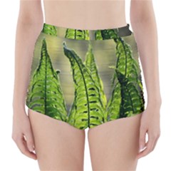 Fern Ferns Green Nature Foliage High-waisted Bikini Bottoms by Nexatart