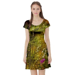 Dragonfly Dragonfly Wing Insect Short Sleeve Skater Dress by Nexatart