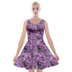 Purple Flowers On Shrub Velvet Skater Dress by SusanFranzblau