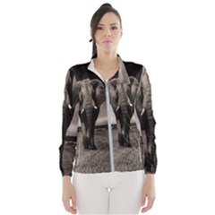 Elephant Black And White Animal Wind Breaker (women) by Celenk