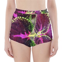 Plant Purple Green Leaves Garden High-waisted Bikini Bottoms by Nexatart