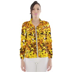 Birch Tree Yellow Leaves Windbreaker (women) by FunnyCow