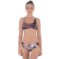 Bear Looking Criss Cross Bikini Set