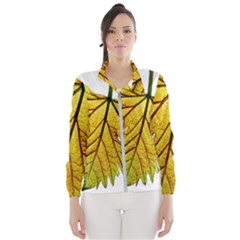 Leaf Grape Vine Sunlight Garden Women s Windbreaker by Pakrebo