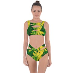 Yellow Sumac Bloom Bandaged Up Bikini Set  by okhismakingart