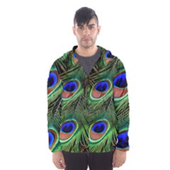 Peacock Feathers Plumage Iridescent Men s Hooded Windbreaker by HermanTelo