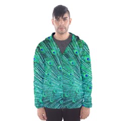 Green And Blue Peafowl Peacock Animal Color Brightly Colored Men s Hooded Windbreaker by Semog4