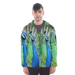 Peafowl Peacock Men s Hooded Windbreaker by Sarkoni