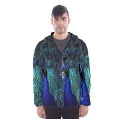 Blue And Green Peacock Men s Hooded Windbreaker by Sarkoni
