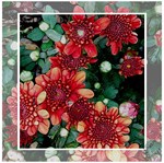 Mums Again