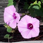 Morning Glories