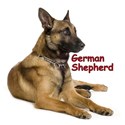 German Shepherd Dog M1