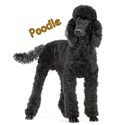 Poodle Dog