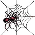 spider16