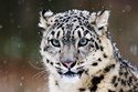 Snow Leopard www laba ws