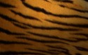 Tiger Skin 2