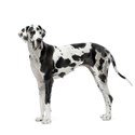 Great Dane Dog