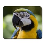 Handsome Parrot Large Mousepad