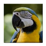 Handsome Parrot Tile Coaster