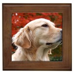 dog-photo cute Framed Tile