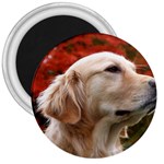 dog-photo cute 3  Magnet