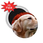 dog-photo cute 2.25  Magnet (10 pack)