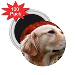 dog-photo cute 2.25  Magnet (100 pack) 