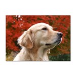 dog-photo cute Sticker (A4)